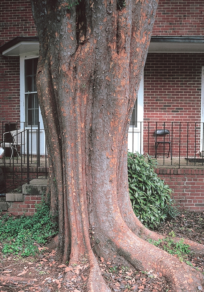 Alle Elm - Ulmus parviflora 'Allee' from Pea Ridge Forest