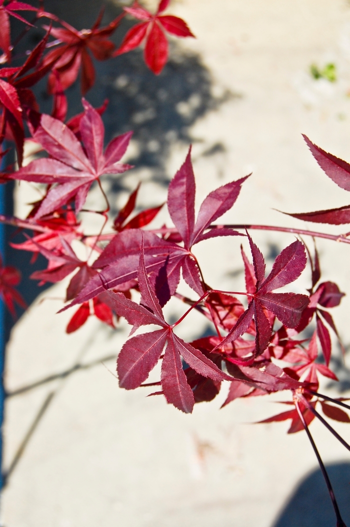 Emporer 1® Japanese Maple - Acer palmatum 'Emporer 1®' from Pea Ridge Forest