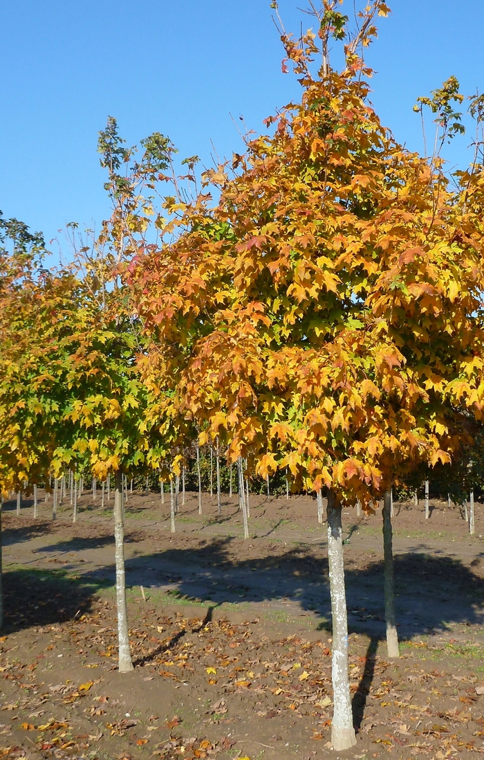Green Mountain Sugar Maple - Acer saccharum 'Green Mountain' from Pea Ridge Forest