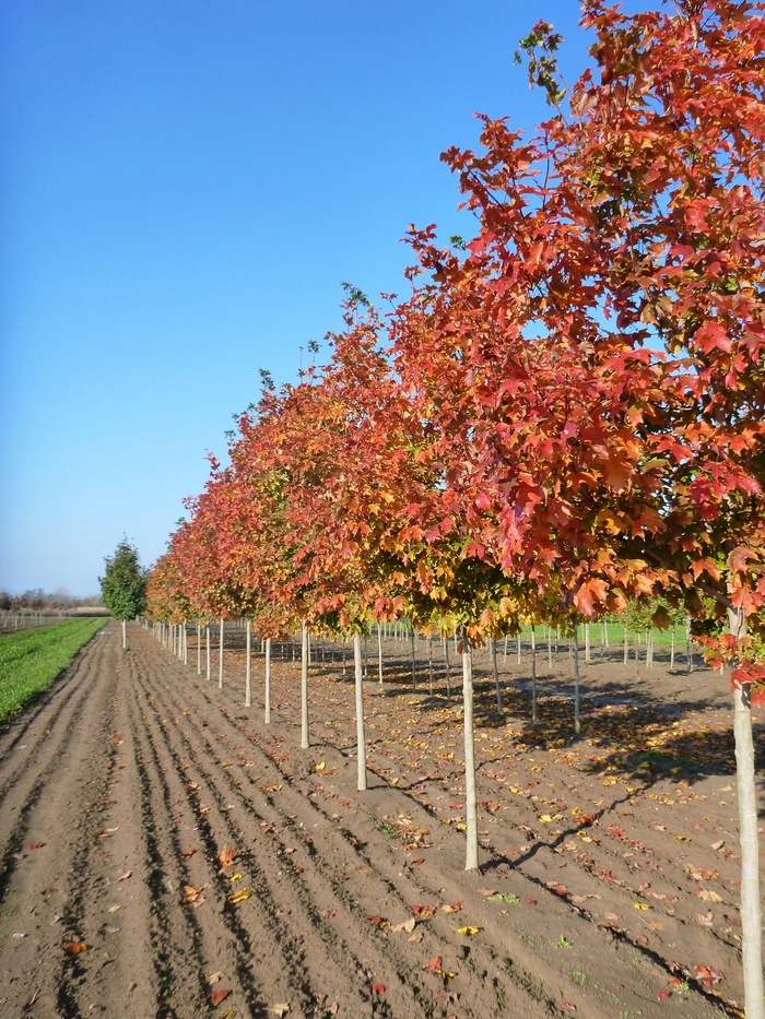 Fall Fiesta® Sugar Maple - Acer saccharum 'Bailsta' from Pea Ridge Forest