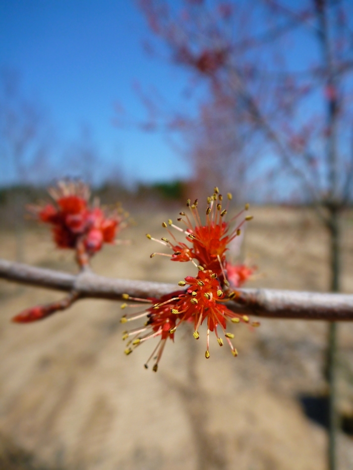 Burgundy Belle® Maple - Acer rubrum 'Magnificent Magenta' from Pea Ridge Forest