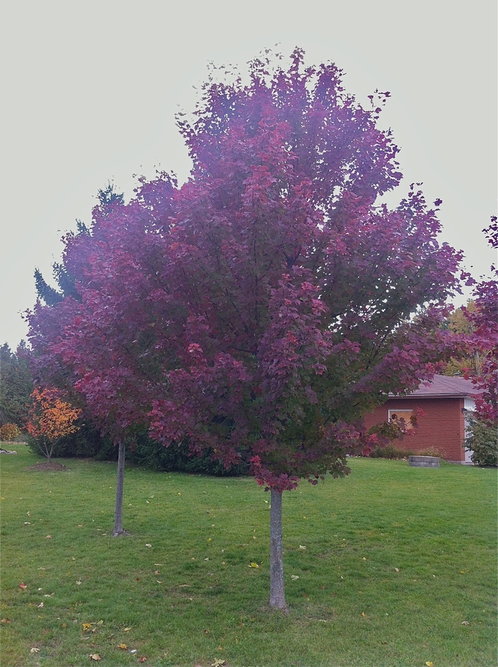 Brandywine Maple - Acer rubrum 'Brandywine' from Pea Ridge Forest