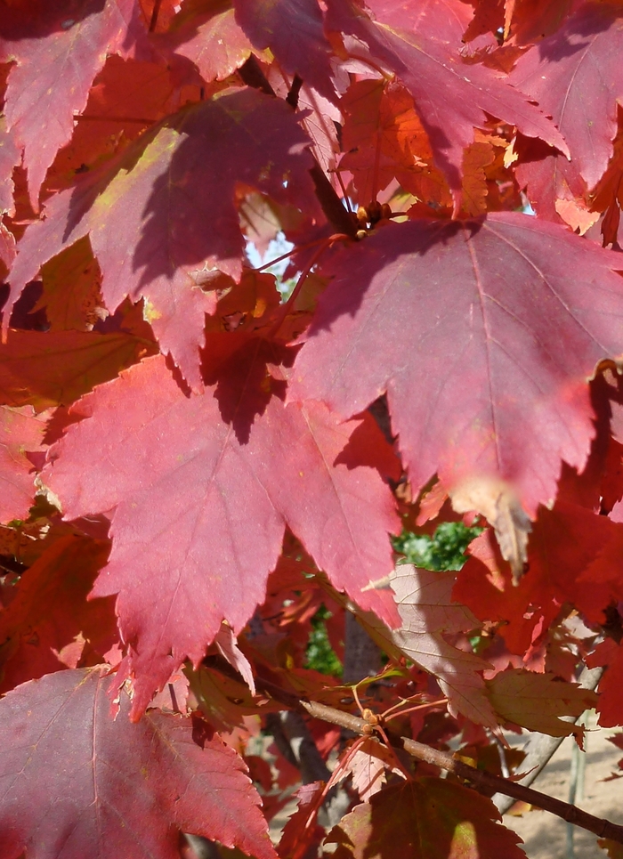 Autumn Spire Maple - Acer rubrum 'Autumn Spire' from Pea Ridge Forest