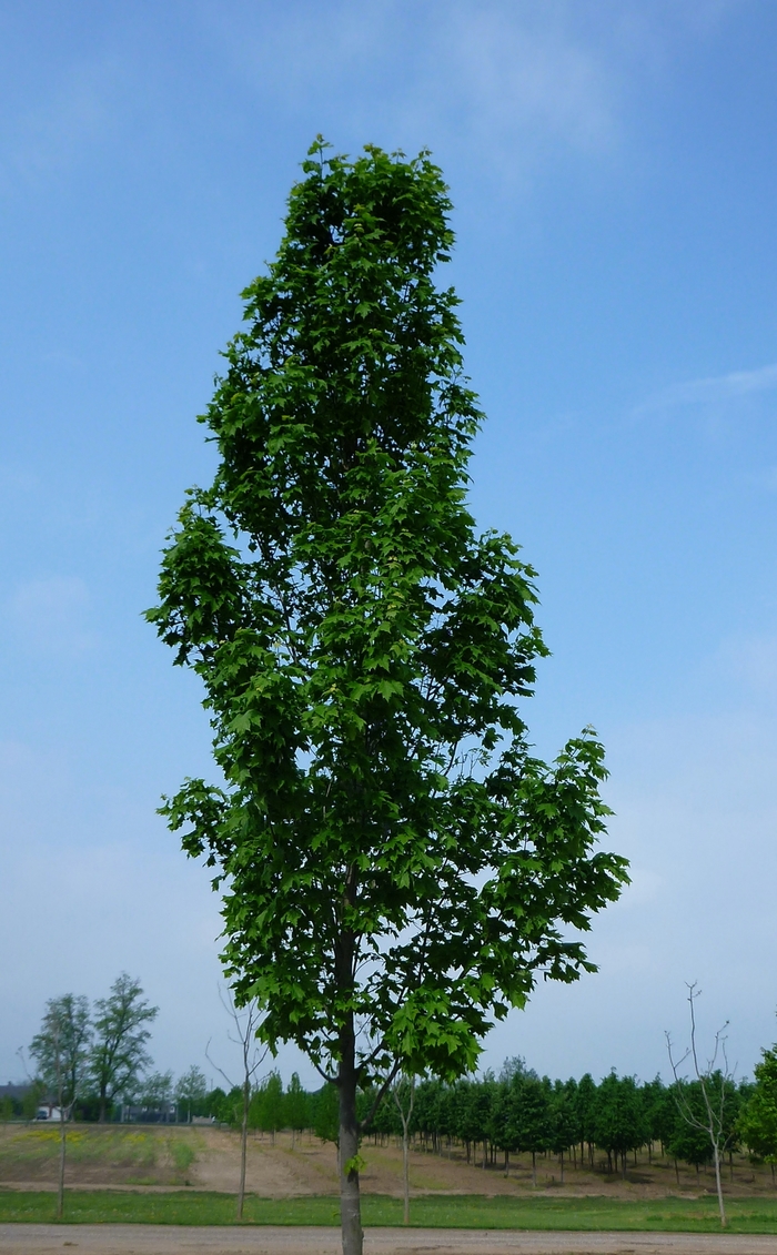 Armstrong Maple - Acer x freemanii 'Armstrong' from Pea Ridge Forest Armstrong Maple - Acer x freemanii 'Armstrong' from Pea Ridge Forest