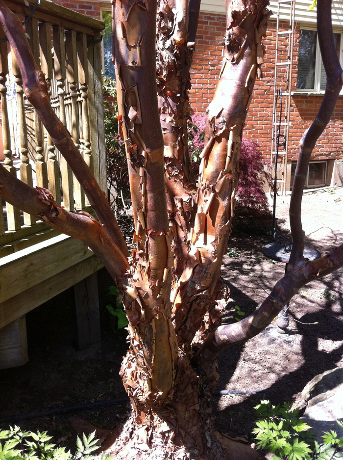 Paperbark Maple - Acer griseum from Pea Ridge Forest Paperbark Maple - Acer griseum from Pea Ridge Forest
