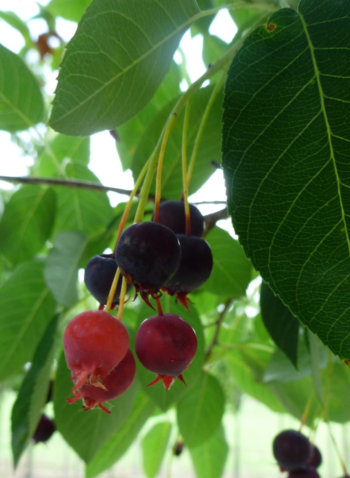 Autumn Brilliance Serviceberry - Amelanchier x grandiflora 'Autumn Brilliance™' from Pea Ridge Forest