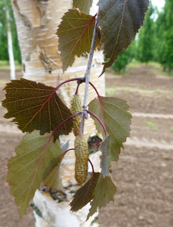 Birch - Betula 'Royal Frost' from Pea Ridge Forest