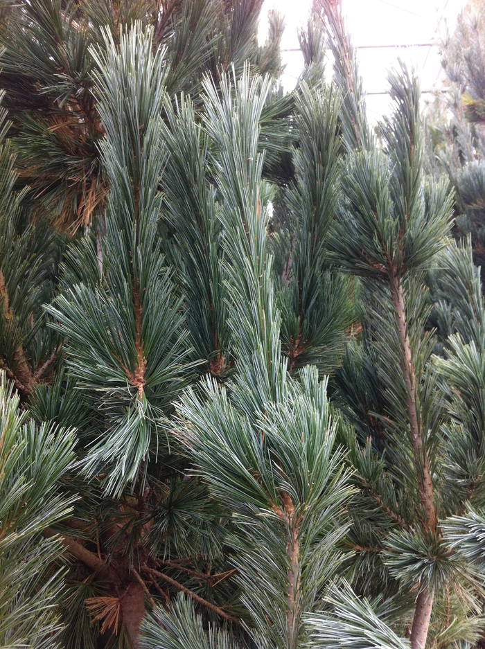 Limber Pine - Pinus flexilis 'Vanderwolf's Pyramid' from Pea Ridge Forest