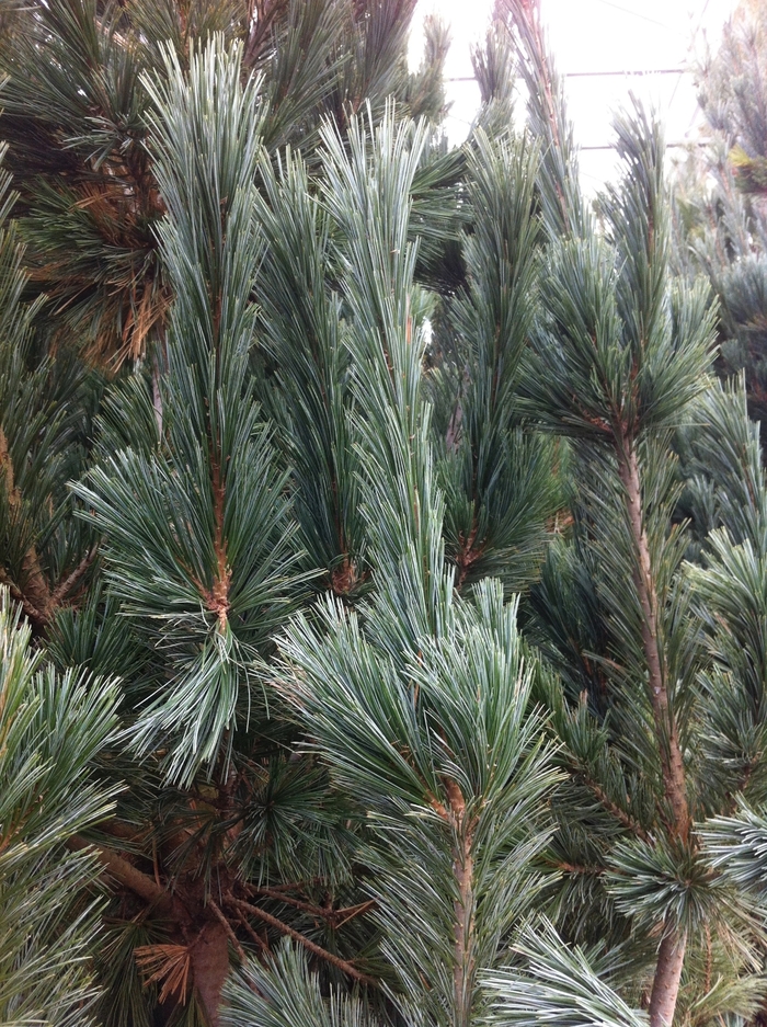 Limber Pine - Pinus flexilis 'Vanderwolf's Pyramid' from Pea Ridge Forest Limber Pine - Pinus flexilis 'Vanderwolf's Pyramid' from Pea Ridge Forest