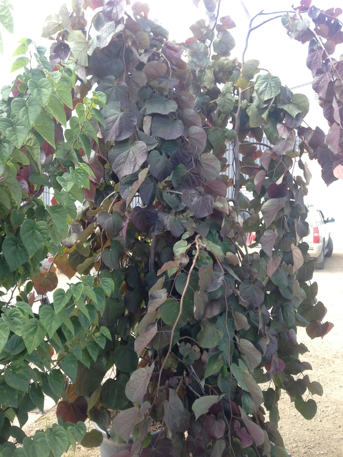 Weeping Redbud - Cercis canadensis 'Ruby Falls' from Pea Ridge Forest