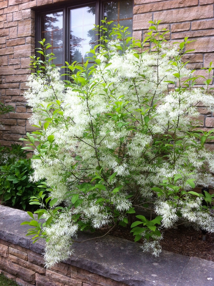 Fringetree - Chionanthus virginicus from Pea Ridge Forest