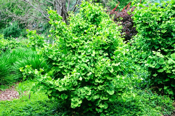 Maidenhair Tree - Ginkgo biloba 'Jade Butterflies' from Pea Ridge Forest