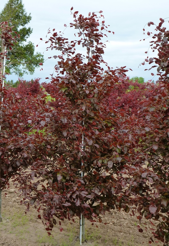 River's Beech - Fagus sylvatica 'Riversii' from Pea Ridge Forest