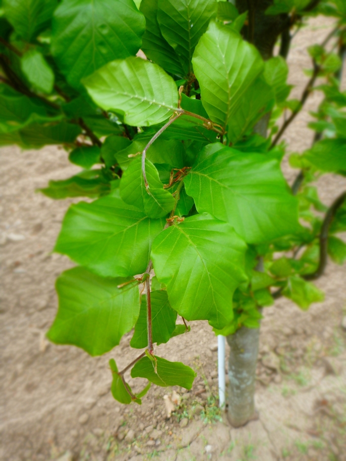 Dawyk Green Beech - Fagus sylvatica 'Dawyck Green' from Pea Ridge Forest