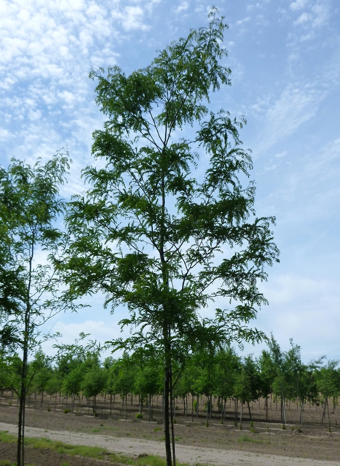 Skyline® Honeylocust - Gleditsia triacanthos var. inermis 'Skycole' from Pea Ridge Forest