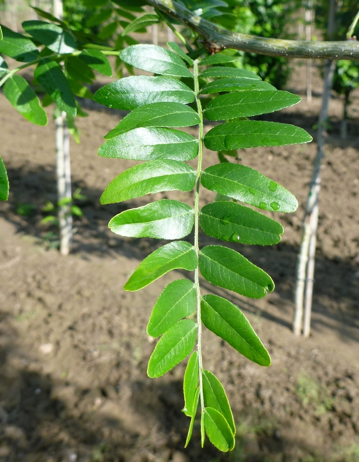 Street Keeper® Honeylocust - Gleditsia triacanthos var. inermis 'Draves' from Pea Ridge Forest