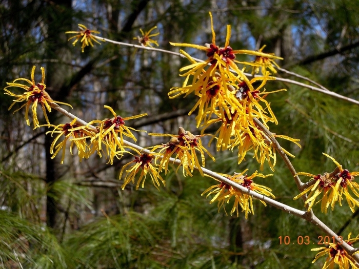 Pallida Chinese Witchhazel - Hamamelis mollis 'Pallida' from Pea Ridge Forest Pallida Chinese Witchhazel - Hamamelis mollis 'Pallida' from Pea Ridge Forest