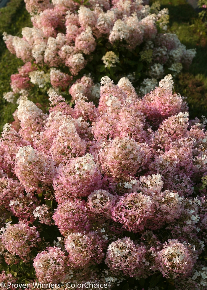 Bobo® - Hydrangea paniculata from Pea Ridge Forest