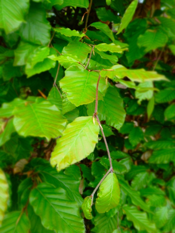 European Beech - Fagus sylvatica from Pea Ridge Forest