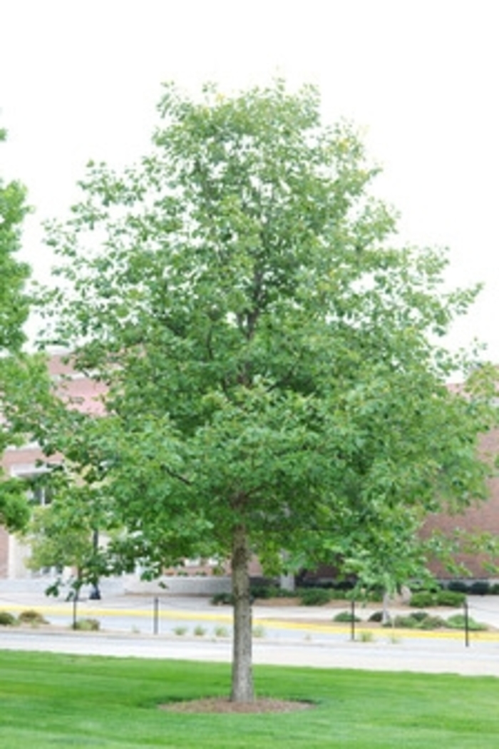 Chinkapin Oak - Quercus muehlenbergii from Pea Ridge Forest