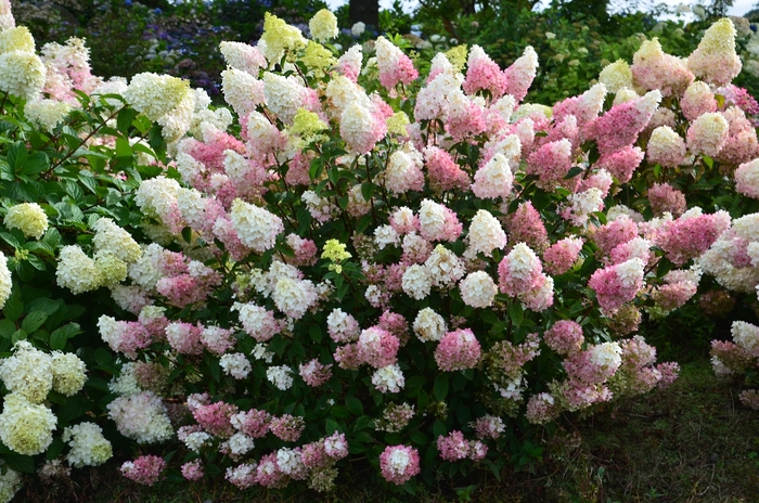 Strawberry Sundae™ Hydrangea - Hydrangea paniculata Rensu from Pea Ridge Forest