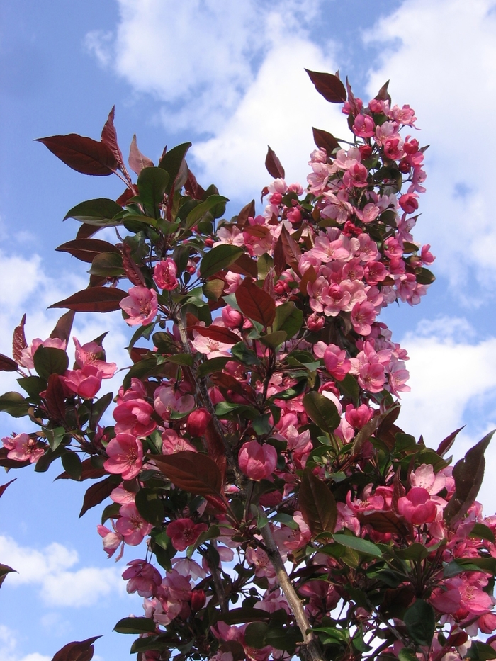 Gladiator™ Crabapple - Malus x adstringens Durleo from Pea Ridge Forest