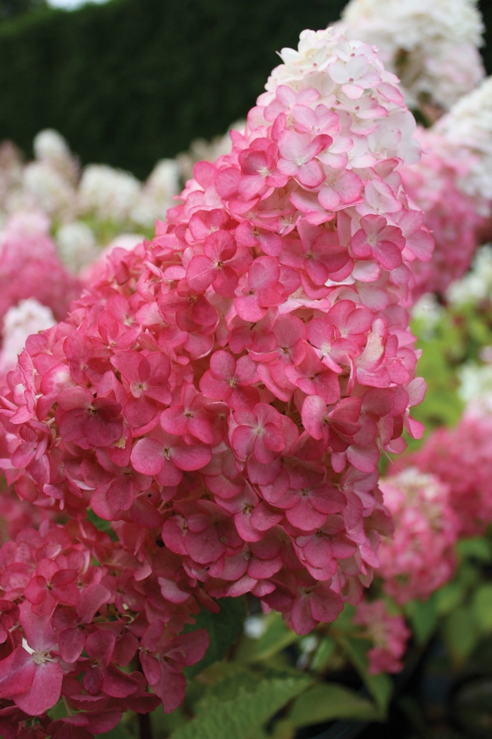 Vanilla Strawberry™ - tree form - Hydrangea paniculata Renhy from Pea Ridge Forest