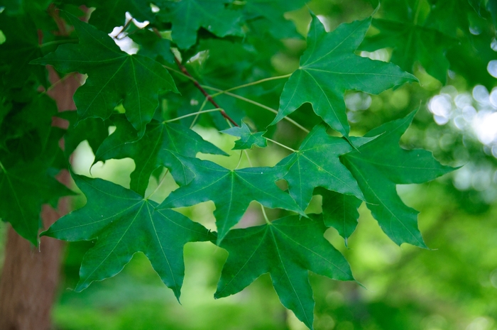 Main Street Maple - Acer truncatum Main Street® from Pea Ridge Forest Main Street Maple - Acer truncatum Main Street® from Pea Ridge Forest
