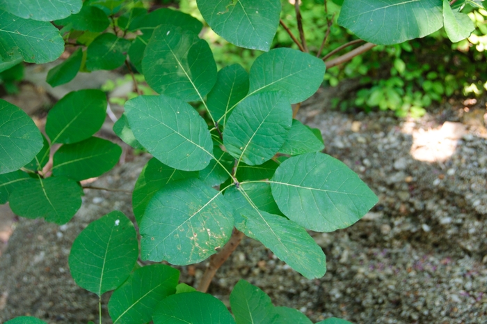 American Smoketree - Cotinus obovatus from Pea Ridge Forest