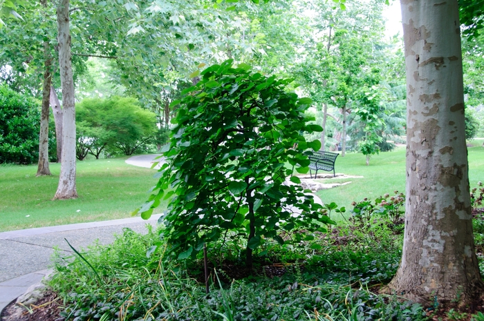 Weeping Redbud - Cercis reniformis 'Traveler' from Pea Ridge Forest