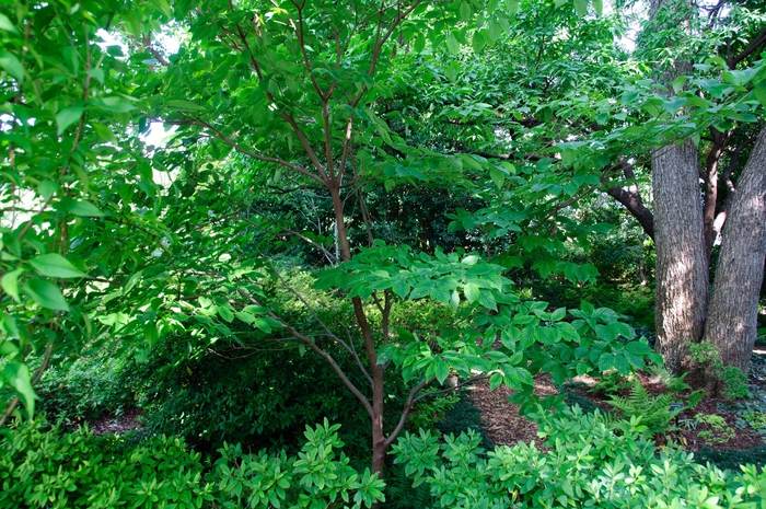 Cherokee Princess Dogwood - Cornus florida 'Cherokee Princess' from Pea Ridge Forest