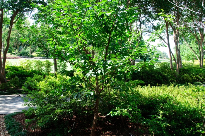 Chinese Fringetree - Chionanthus retusus from Pea Ridge Forest