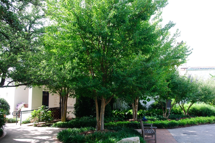 Trident Maple - Acer buergerianum 'Trident' from Pea Ridge Forest