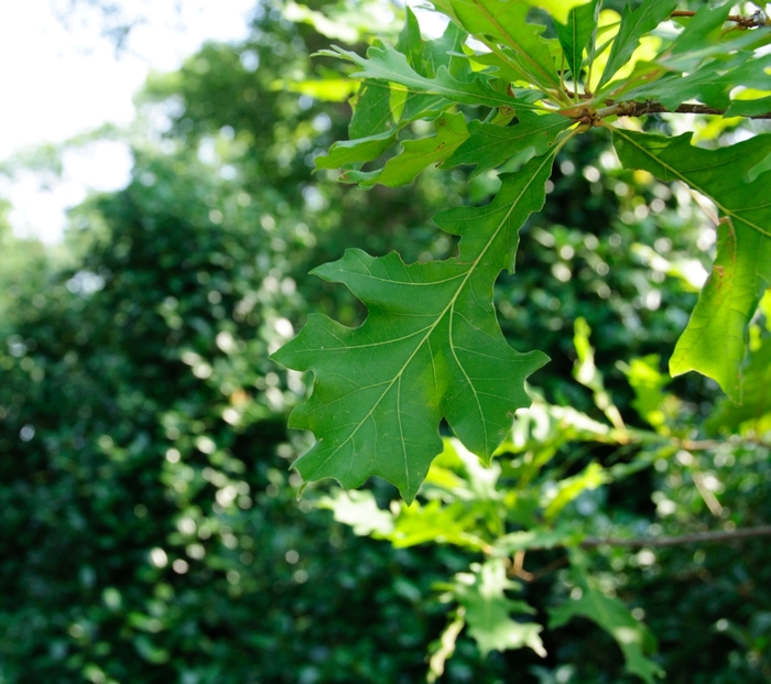 Overcup Oak - Quercus lyrata from Pea Ridge Forest