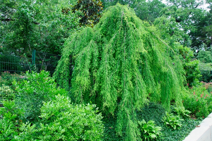Weeping Bald Cypress - Taxodium distichum 'Falling Waters' from Pea Ridge Forest Weeping Bald Cypress - Taxodium distichum 'Falling Waters' from Pea Ridge Forest