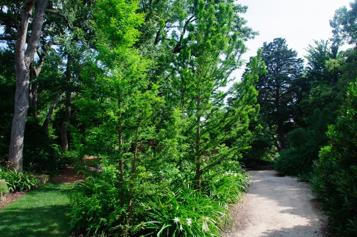 Peve Minaret Bald Cypress - Taxodium distichum 'Peve Minaret' from Pea Ridge Forest Peve Minaret Bald Cypress - Taxodium distichum 'Peve Minaret' from Pea Ridge Forest