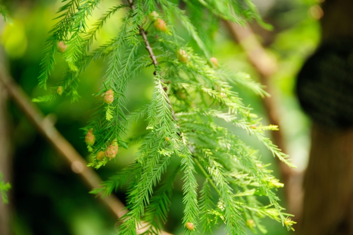 Bald Cypress - Taxodium distichum 'Shawnee Brave' from Pea Ridge Forest