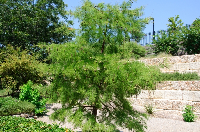 Pond Cypress - Taxodium ascendens from Pea Ridge Forest