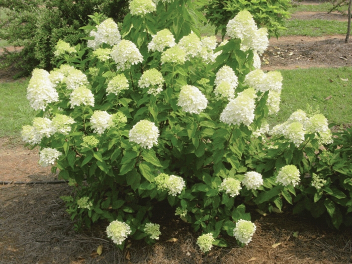 'Limelight' - Hydrangea paniculata from Pea Ridge Forest