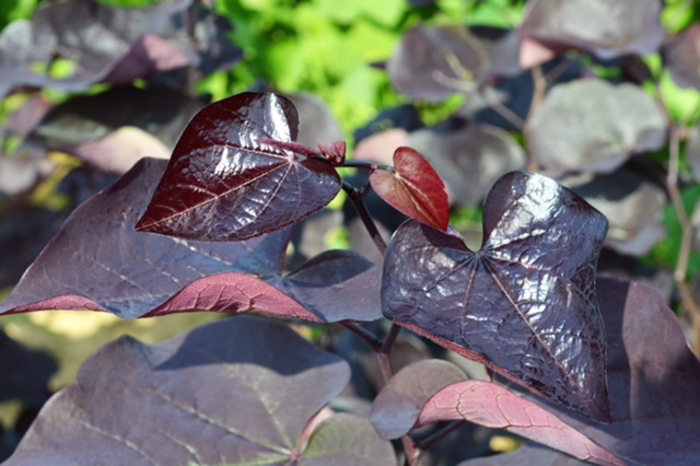 Redbud - Cercis canadensis 'Black Pearl' from Pea Ridge Forest