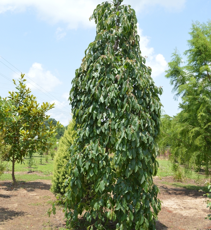 Weeping Persimmon - Diospyros virginiana 'Magic Fountain' from Pea Ridge Forest Weeping Persimmon - Diospyros virginiana 'Magic Fountain' from Pea Ridge Forest