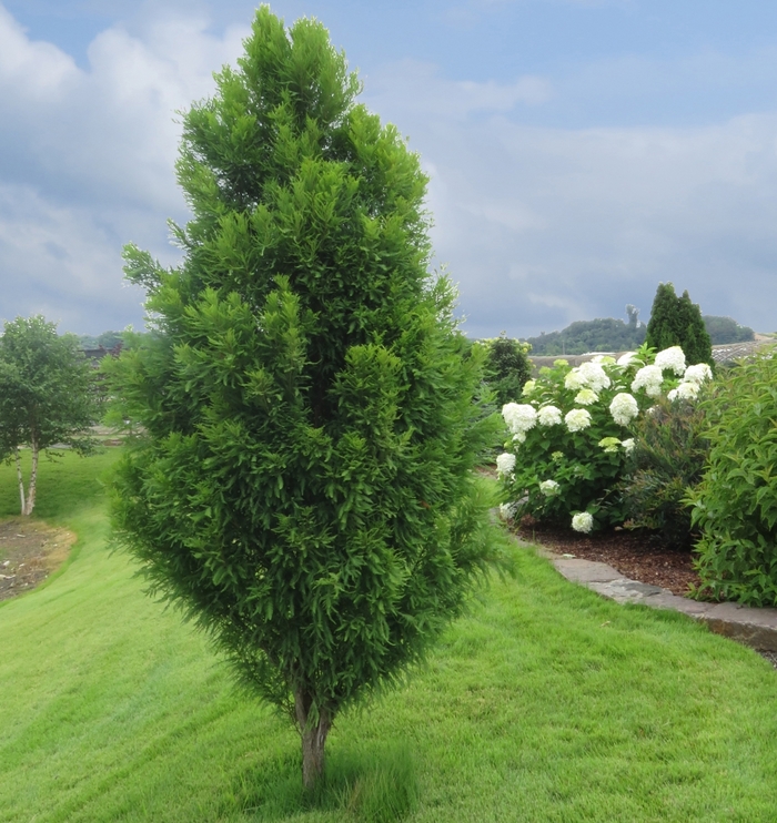 Bald Cypress - Taxodium distichum 'Skyward' from Pea Ridge Forest