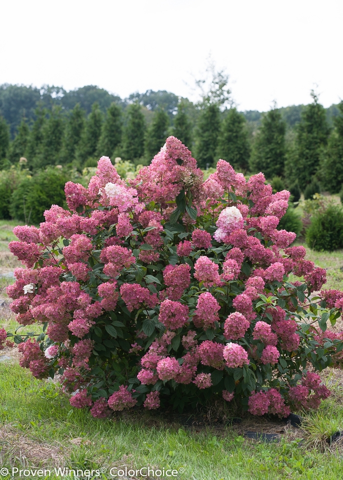 Fire Light® - Hydrangea paniculata from Pea Ridge Forest