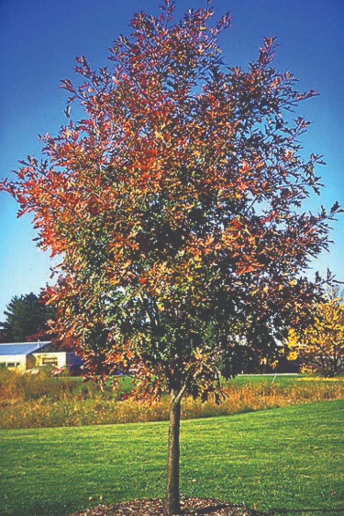 Northern Red Oak - Quercus rubra from Pea Ridge Forest