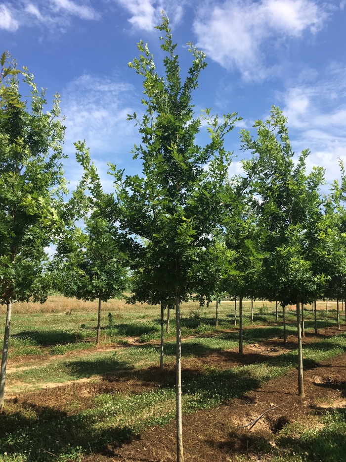 Shumard Oak - Quercus shumardii from Pea Ridge Forest