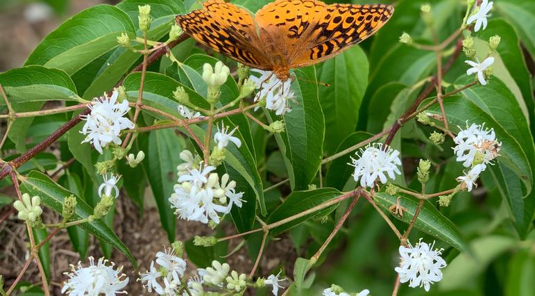 Pollinators and Heptacodium