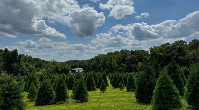 Christmas Tree Fields 2024