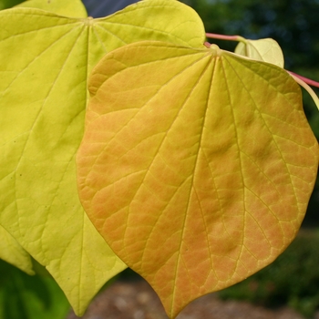 Cercis canadensis 'Hearts of Gold' - Hearts of Gold Redbud