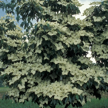 Cornus kousa 'Greensleeves' - Dogwood