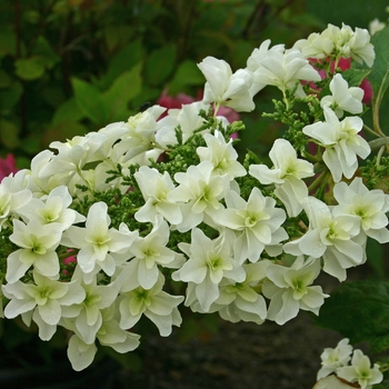 Hydrangea quercifolia 'Snowflake' - Hydrangea